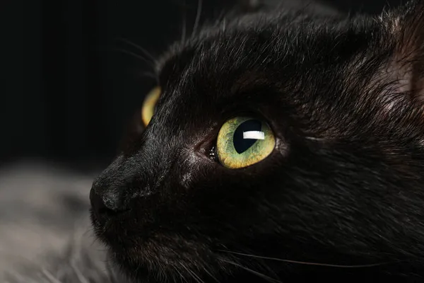 Widok Bliska Czarny Kot Pięknymi Oczami — Zdjęcie stockowe