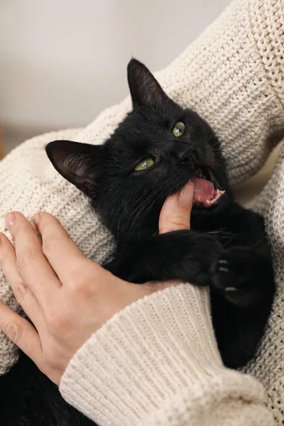 Ιδιοκτήτης Παίζει Την Αξιολάτρευτη Μαύρη Γάτα Της Κοντινό Πλάνο — Φωτογραφία Αρχείου