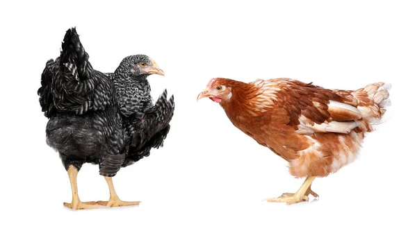 Két Különböző Gyönyörű Csirke Fehér Háttérrel Háziállatok — Stock Fotó