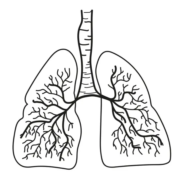 Illustration Human Lungs White Background — Stock Photo, Image