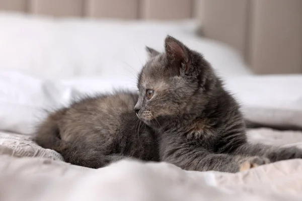 Niedliche Flauschige Kätzchen Auf Weichem Bett Liegend — Stockfoto