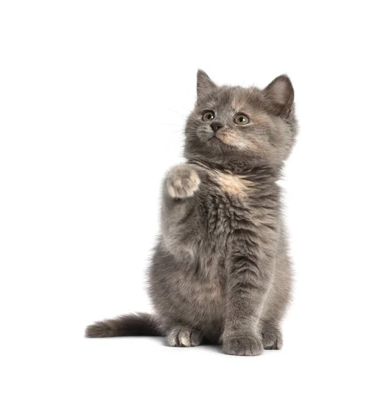 Kucing Berbulu Lucu Dengan Latar Abu Abu Muda Ruang Untuk — Stok Foto
