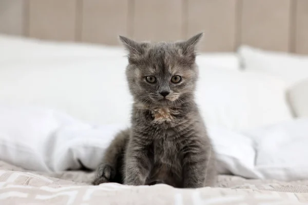 Niedliche Flauschige Kätzchen Sitzen Auf Weichem Bett — Stockfoto