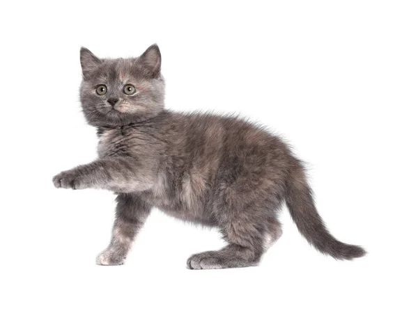 Cute Fluffy Kitten Light Grey Background Space Text — Stock Photo, Image