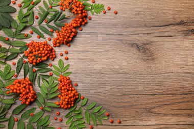 Taze olgun yaban mersini ve yeşil yapraklar ahşap masada, düz yerde. Metin için boşluk