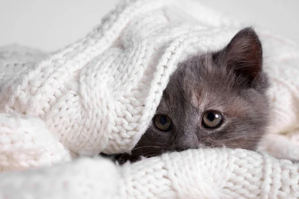 Söt Fluffig Kattunge Vit Stickad Filt Mot Ljus Bakgrund — Stockfoto