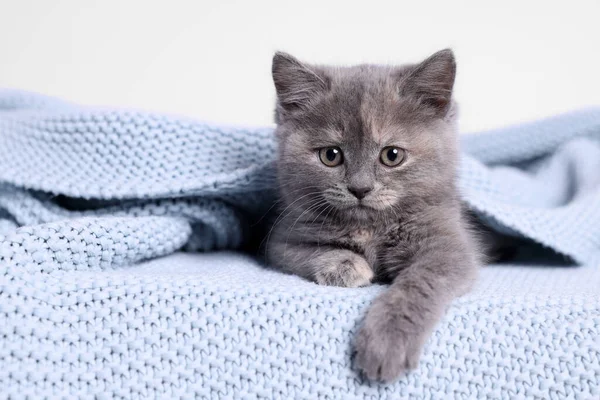 Niedliches Flauschiges Kätzchen Hellblauer Strickdecke Vor Weißem Hintergrund — Stockfoto