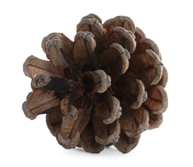 Güzel kuru kozalak beyaza izole edilmiş.