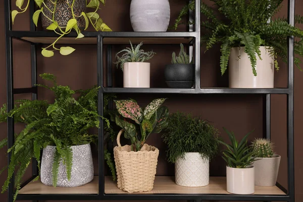 Regal Mit Vielen Schönen Zimmerpflanzen Der Nähe Der Braunen Wand — Stockfoto