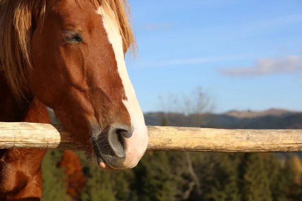 阳光明媚的日子 美丽的马靠近木制围场篱笆 特写特写 案文的篇幅 — 图库照片