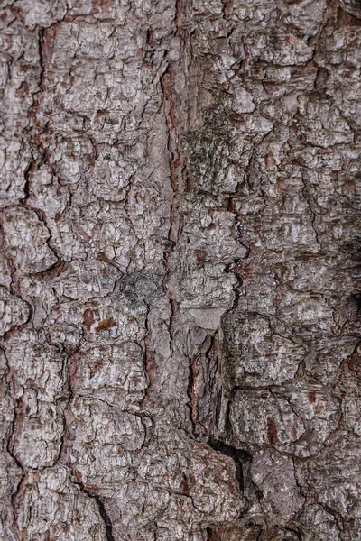 Textura Casca Árvore Como Fundo Vista Close — Fotografia de Stock