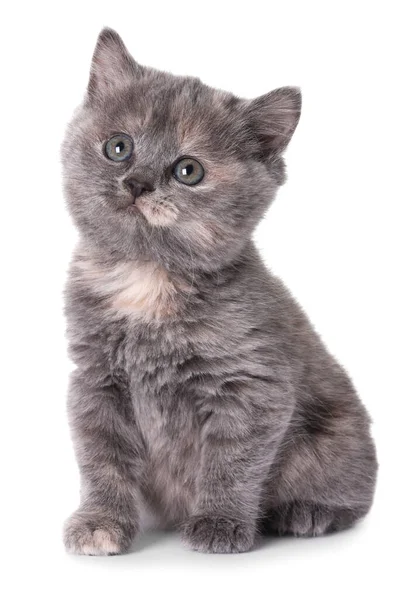Niedliches Kleines Graues Kätzchen Sitzt Auf Weißem Hintergrund — Stockfoto