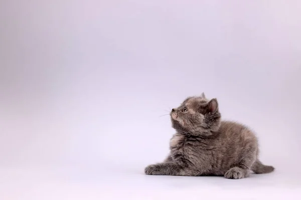 薄い灰色の背景に横たわるかわいい子猫 テキストのスペース — ストック写真