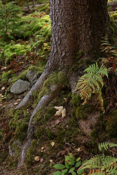 Tree Roots Overgrown Beautiful Green Moss Forest — Stock Photo, Image