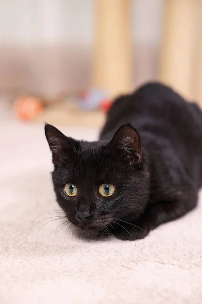 Adorable Gato Negro Con Hermosos Ojos Cazando Casa — Foto de Stock