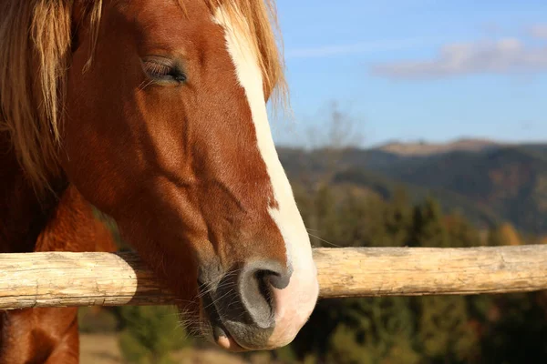 马在室外木制围场附近 漂亮的宠物 — 图库照片