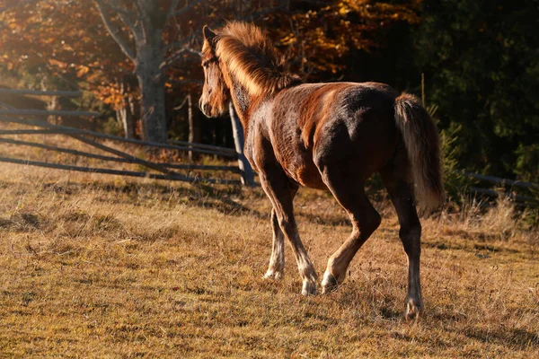 Hnědý Kůň Ohradě Slunečného Dne Krásné Zvíře — Stock fotografie
