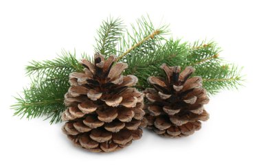 Beyaz zemin üzerinde kuru koniler olan güzel köknar dalları