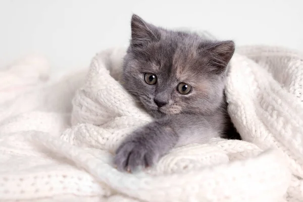 浅色背景的白色针织毛毯中可爱的绒毛小猫 — 图库照片