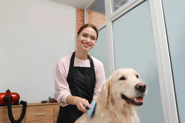 Professionell Putsare Borstning Päls Söt Hund Sällskapsdjur Skönhetssalong — Stockfoto