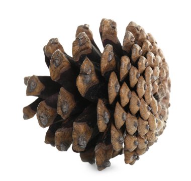 Güzel kuru kozalak beyaza izole edilmiş.