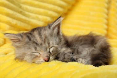 Tatlı kedi yavrusu yumuşak sarı battaniyede uyuyor.