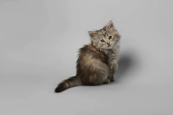 Hermoso Gatito Sobre Fondo Gris Claro Linda Mascota — Foto de Stock