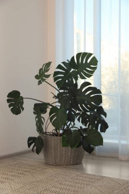 Pencere kenarındaki güzel ev bitkisi. İç tasarım
