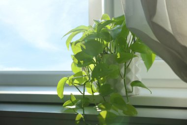Pencere pervazındaki güzel yeşil ev bitkisi.