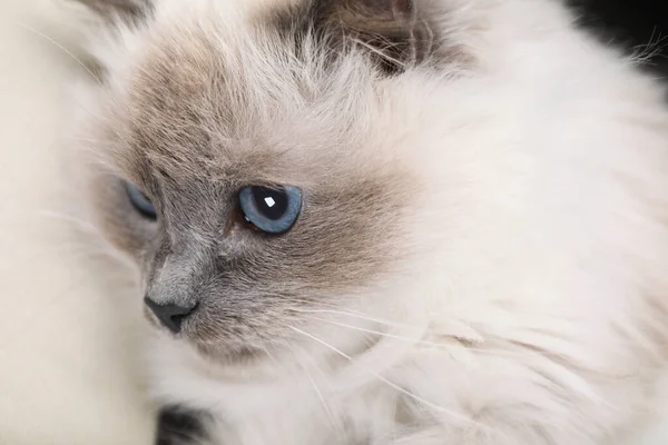 Birmankatze Mit Schönen Blauen Augen Nahaufnahme — Stockfoto