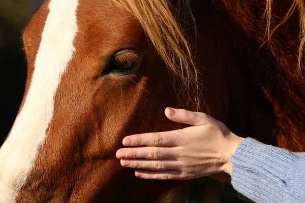 晴れた日に美しい馬を屋外で狩り女 クローズアップ — ストック写真