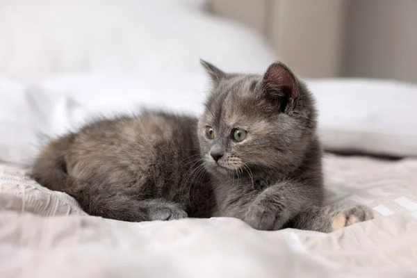 Niedliche Flauschige Kätzchen Auf Weichem Bett Liegend — Stockfoto