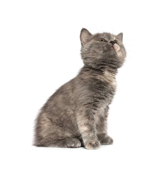 Açık Gri Arka Planda Sevimli Tüylü Kedi Yavrusu Metin Için — Stok fotoğraf