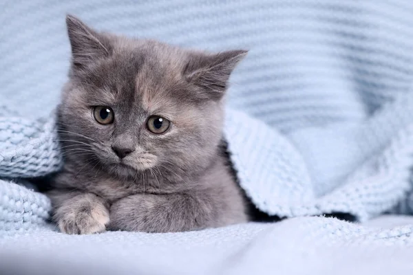 Niedliches Flauschiges Kätzchen Hellblauer Strickdecke — Stockfoto