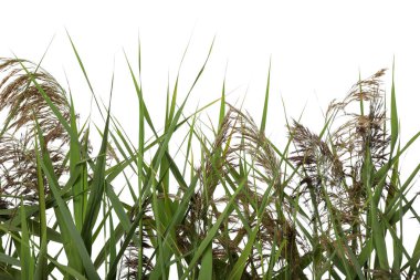 Beyaz arka planda yemyeşil yaprakları ve tohum başları olan güzel sazlıklar, yakın plan.