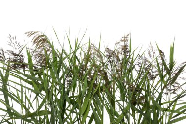 Beyaz arka planda yemyeşil yaprakları ve tohum başları olan güzel sazlıklar, yakın plan.