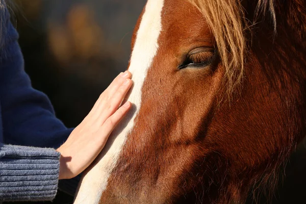 晴れた日に美しい馬を屋外で狩り女 クローズアップ — ストック写真