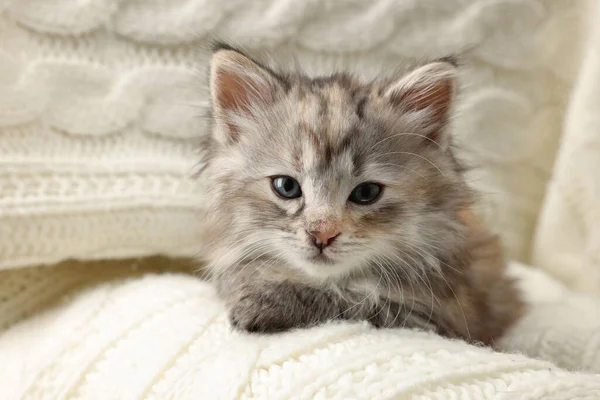 Cute Kitten White Knitted Blanket Baby Animal — Stock Photo, Image