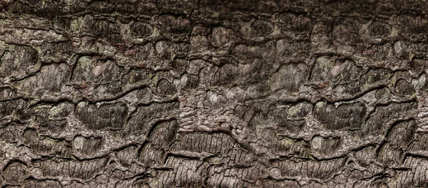 Tekstura Kory Drzewa Jako Tło Widok Bliska Projekt Banera — Zdjęcie stockowe