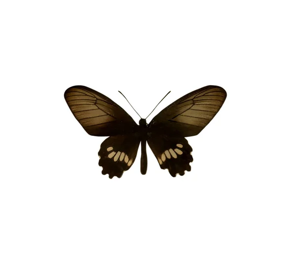 Hermosa Mariposa Exótica Frágil Sobre Fondo Blanco —  Fotos de Stock