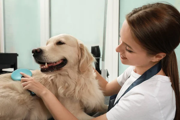 Profissional Groomer Escovação Pele Cão Bonito Salão Beleza Pet — Fotografia de Stock