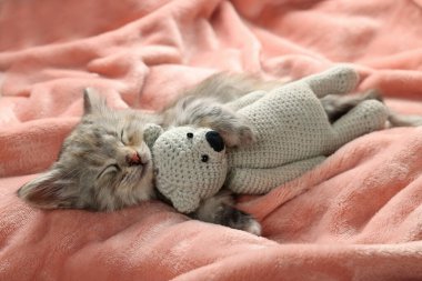 Şirin kedi yavrusu yumuşak pembe battaniyede oyuncakla uyuyor.