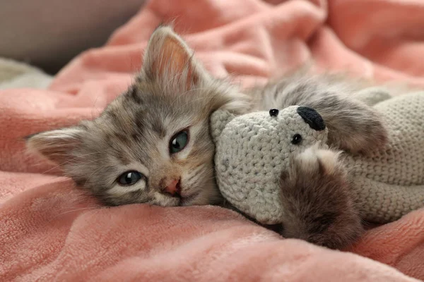 Aranyos Cica Játékkal Puha Rózsaszín Takarón — Stock Fotó