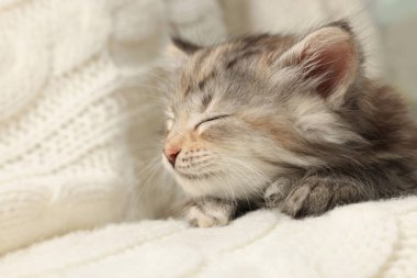 Beyaz örgü battaniyenin üzerinde uyuyan sevimli kedi yavrusu.