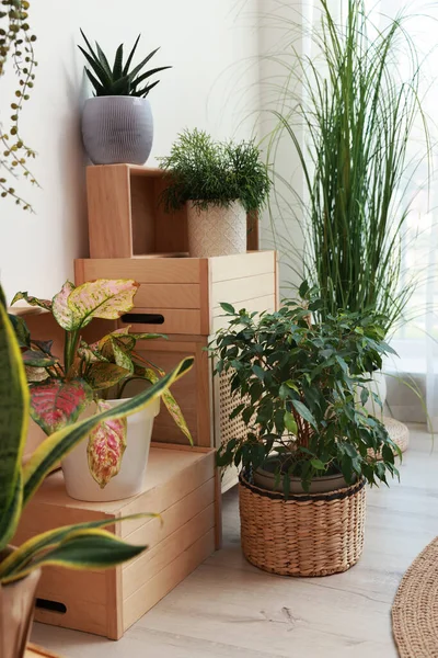 Belles Plantes Intérieur Près Mur Blanc Intérieur Design Intérieur — Photo