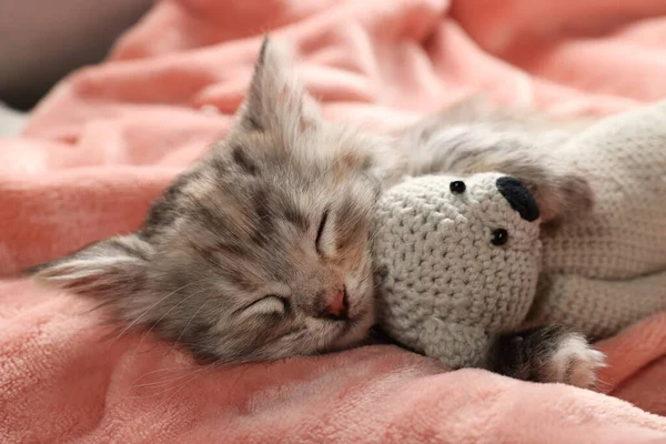 Schattig Kitten Slapen Met Speelgoed Zacht Roze Deken — Stockfoto