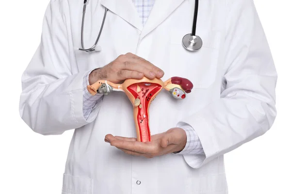 Doctor Demostrando Modelo Sistema Reproductivo Femenino Sobre Fondo Blanco Primer —  Fotos de Stock