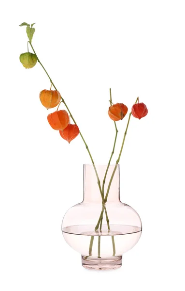 Branches Physalis Dans Vase Verre Sur Fond Blanc — Photo