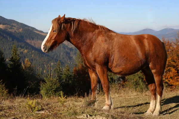 Brązowy Koń Górach Słoneczny Dzień Piękny Zwierzak — Zdjęcie stockowe