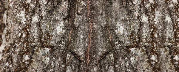 Textura Casca Árvore Como Fundo Vista Close Design Banner — Fotografia de Stock